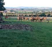 Gasthaus Zur Linde - GALLERY