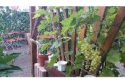 Gasthaus Zur Miene - GALLERY