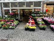 Gebr. Oostdam Blumen - GALLERY