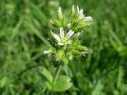 Geistheiler Frank - Reiki - Heilpflanzen - Heilende Hände - Für Mensch und Tier - - 3