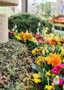 Genossenschaft Kölner Friedhofsgärtner eG - GALLERY