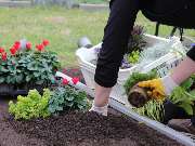 Genossenschaft Kölner Friedhofsgärtner eG - GALLERY