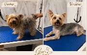 Gen's Pet Studio - 5