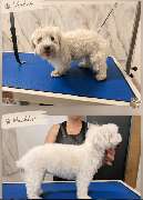 Gen's Pet Studio - 6