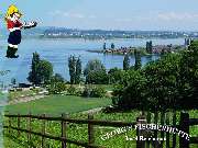 Georg's Fischerhütte Fischrestaurant - Georg's Fischerhütte, Reichenau, Fischrestaurant, Terrasse, Seeblick, Restaurant, Gaststätte, frischer Fisch, Fangfrisch, Bodenseefisch, Fisch essen gehen, Abendessen, Mittagstisch