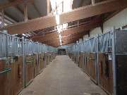 Gestüt St.Georg - GALLERY