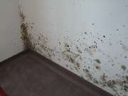 Getifix Fachbetrieb - Schimmel.jpg