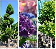 Gilhaus Baumschul- Verkaufsgarten - Unsere Pflanzen