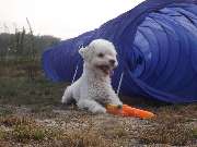 GLAHU Hunde - und Katzenpension - 1