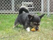 GLAHU Hunde - und Katzenpension - 2