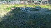 GLAHU Hunde - und Katzenpension - 4