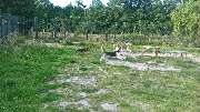 GLAHU Hunde - und Katzenpension - 5