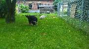 GLAHU Hunde - und Katzenpension - 7