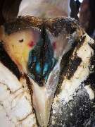 GMF.INC Germany - GALLERY