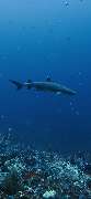 GN Diving Impression - GALLERY