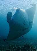 GN Diving Impression - GALLERY