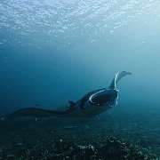 GN Diving Impression - GALLERY