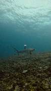 GN Diving Impression - GALLERY