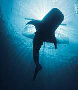 GN Diving Impression - GALLERY