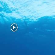 GN Diving Impression - GALLERY