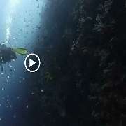 GN Diving Impression - GALLERY