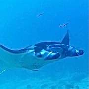 GN Diving Impression - GALLERY