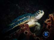 GN Diving Impression - GALLERY