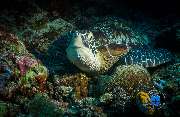 GN Diving Impression - GALLERY