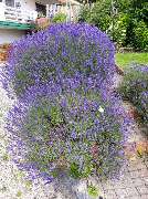 Go Garden Go GmbH - GALLERY