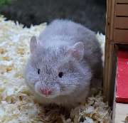 goldige Hamster nrw - GALLERY