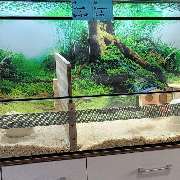 goldige Hamster nrw - GALLERY