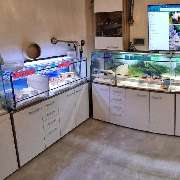 goldige Hamster nrw - GALLERY