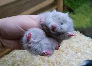goldige Hamster nrw - GALLERY