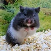 goldige Hamster nrw - GALLERY