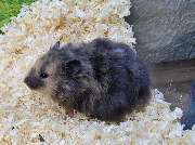 goldige Hamster nrw - GALLERY