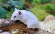 goldige Hamster nrw - GALLERY