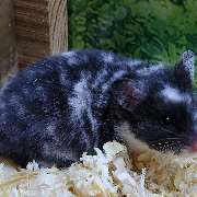 goldige Hamster nrw - GALLERY