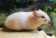 goldige Hamster nrw - GALLERY