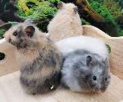 goldige Hamster nrw - GALLERY