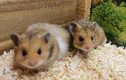 goldige Hamster nrw - GALLERY