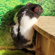 goldige Hamster nrw - GALLERY