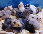 goldige Hamster nrw - GALLERY
