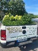 GoldRichtig Garten-und Landschaftsbau GmbH - GALLERY