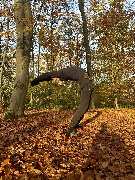 goranyoga - GALLERY