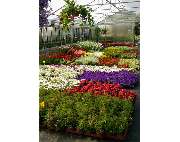 Grabpflege - Gärnerei Hohe - GALLERY