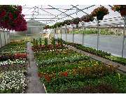 Grabpflege - Gärnerei Hohe - GALLERY