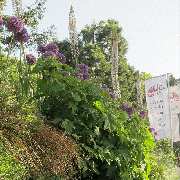 Grasland-Gärtnerei - Grasland Gärtnerei, Bergheim