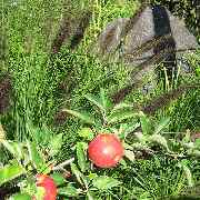 Grasland-Gärtnerei - Grasland Gärtnerei, Bergheim