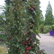 Grasland-Gärtnerei - Grasland Gärtnerei, Bergheim