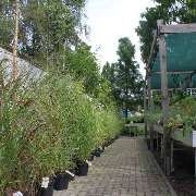 Grasland-Gärtnerei - Grasland Gärtnerei, Bergheim